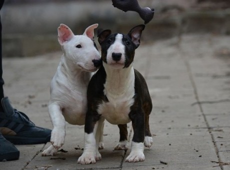 1 mini bull terijer.jpg